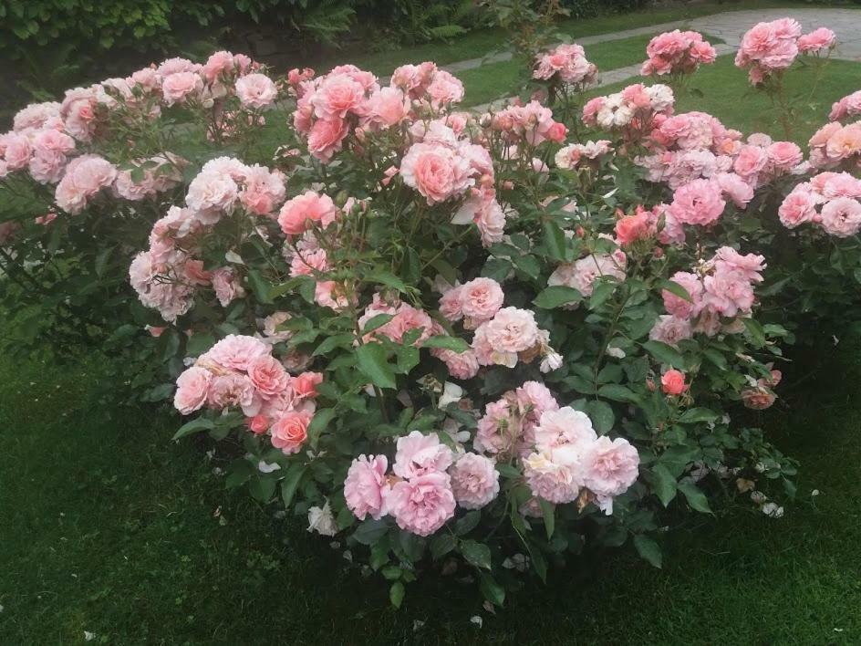 Casetta Delle Rose Biella Eksteriør bilde